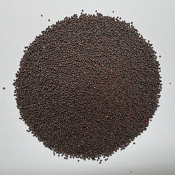 Mustard Seeds